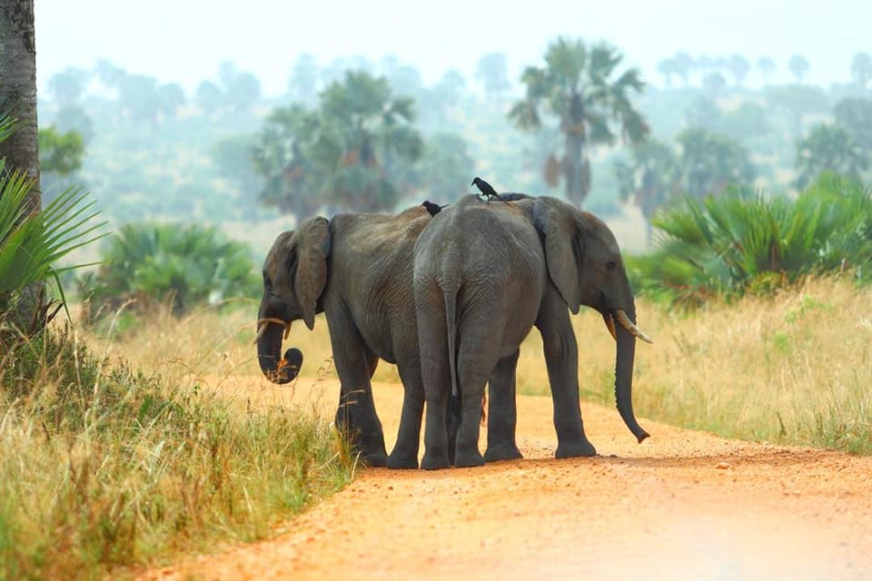ELEPHAN