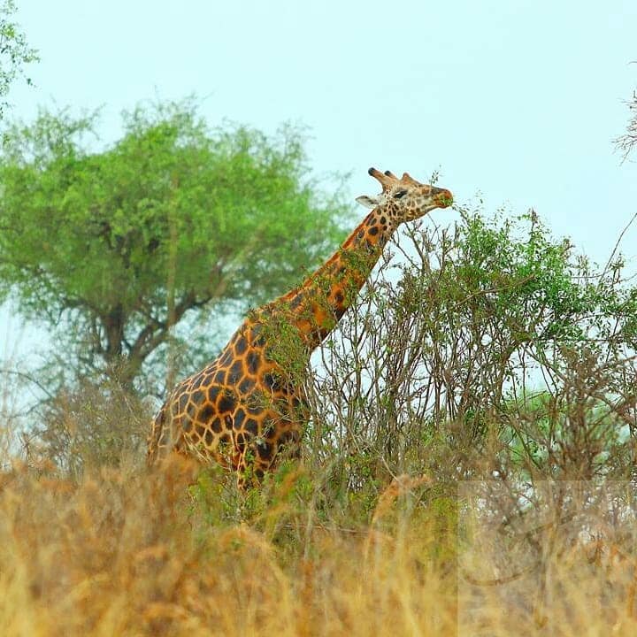GIRAFEE