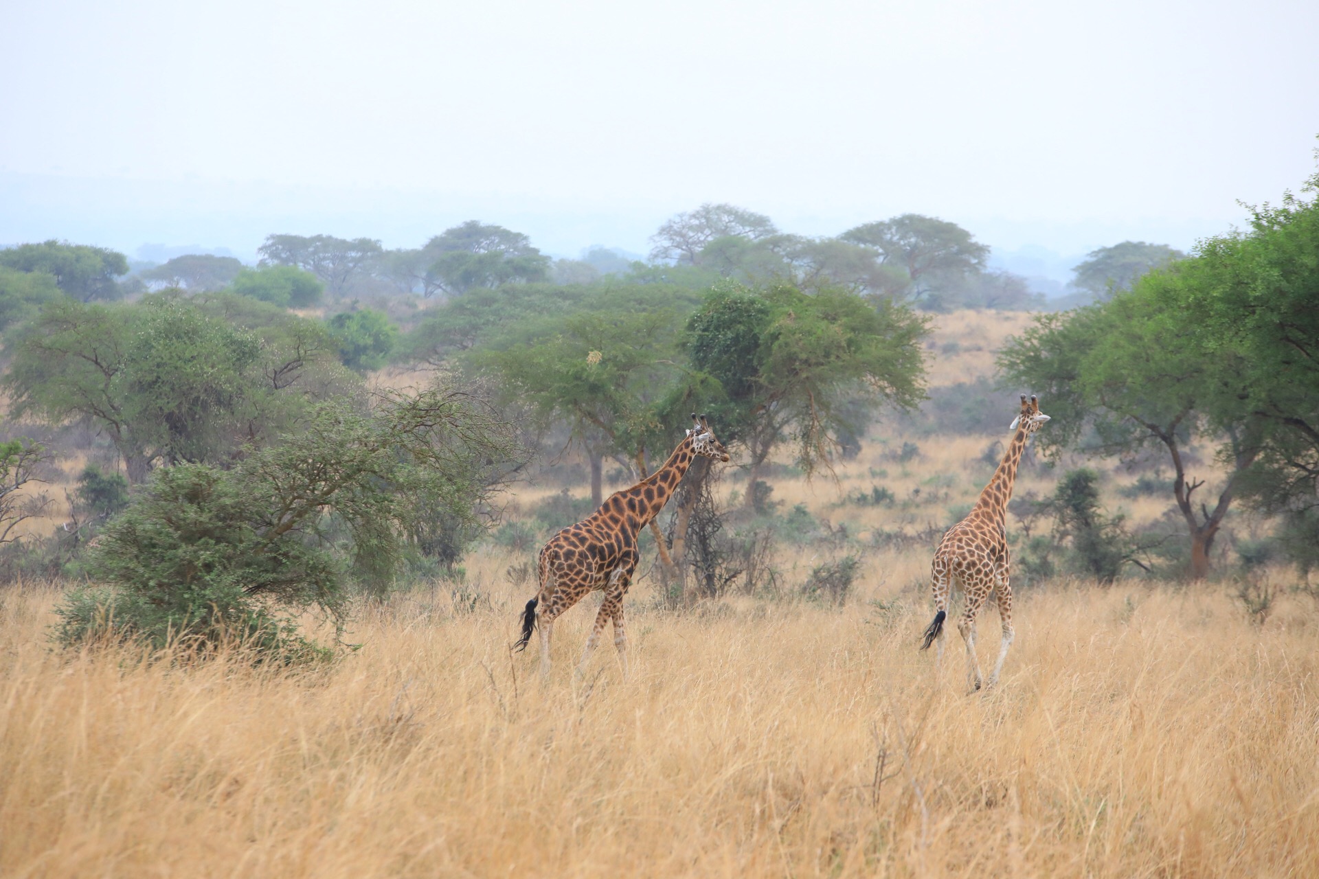 GIRAFE 2