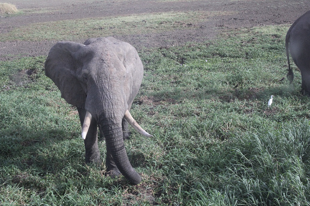 elephant